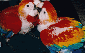 MACAWS.gif