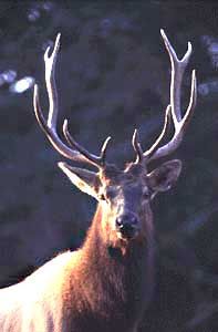 an elk