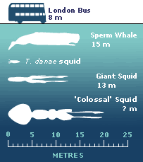giant squid size chart