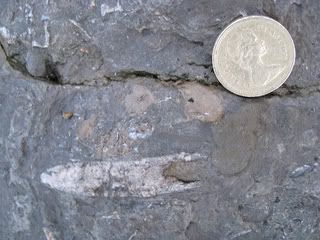 belemnite fossil