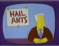 hail ants