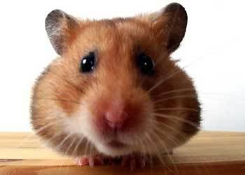 hamster