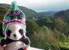 panda hat