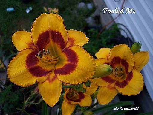 FOOLED ME Bloom:5.5" golden yell edged red w deep red ez Scape:24" Dor, EM, 