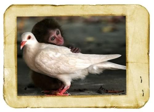 Monkey Hugging Pigeon