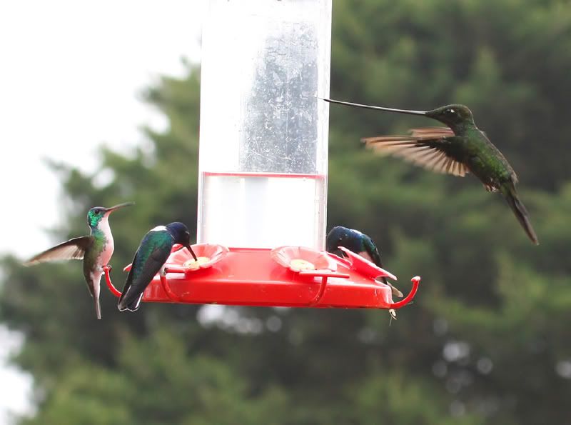 IMAGE: http://img.photobucket.com/albums/0803/Pitter/Hummers/96cfiltered.jpg