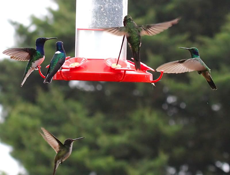 IMAGE: http://img.photobucket.com/albums/0803/Pitter/Hummers/IMG_2112c_filtered.jpg