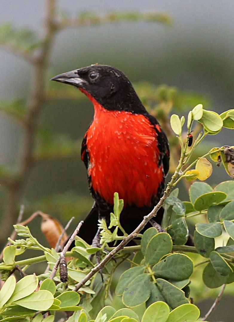 Feathered Friends Forum Redbreasted Blackbird