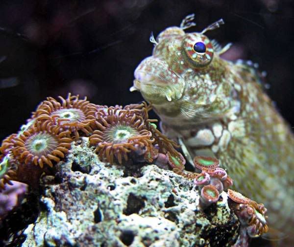 algae-blenny.jpg