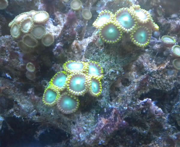 greenishzoa01.jpg