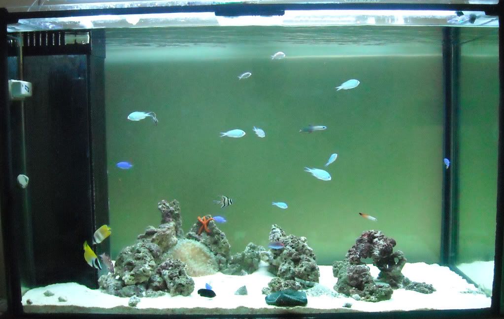 tank120110.jpg