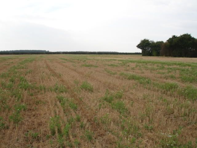 fields001.jpg