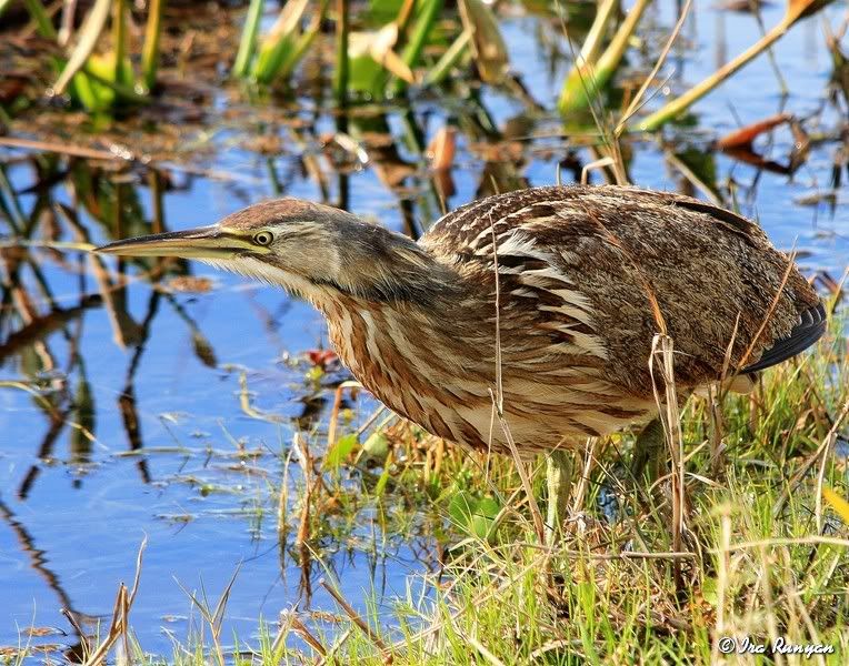 AmericanBittern_1999.jpg