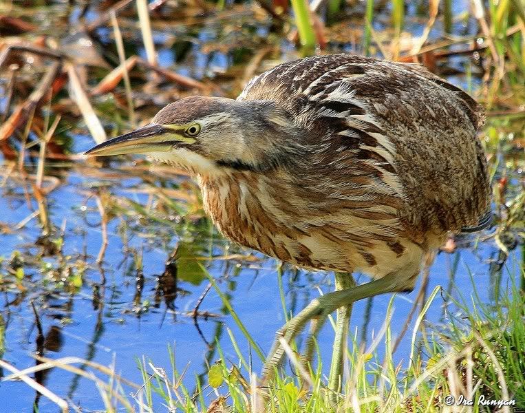 AmericanBittern_2002.jpg