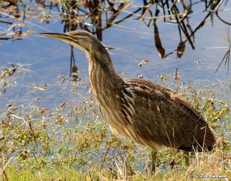 AmericanBittern_2040.jpg