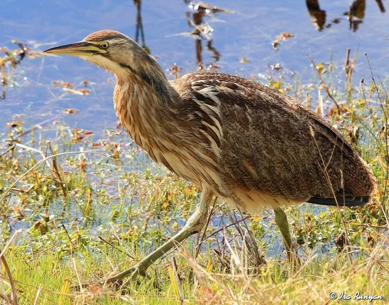 AmericanBittern_2044.jpg