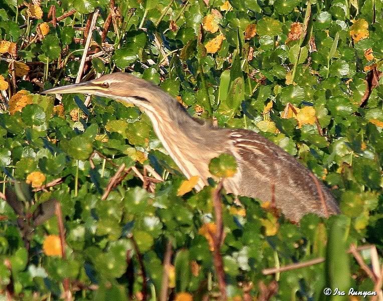 AmericanBittern_2515.jpg