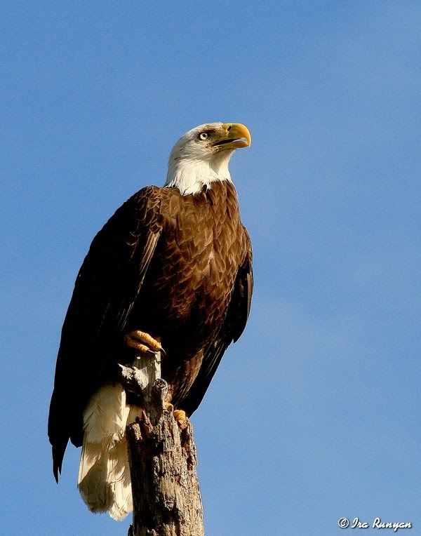 BaldEagle_8825.jpg