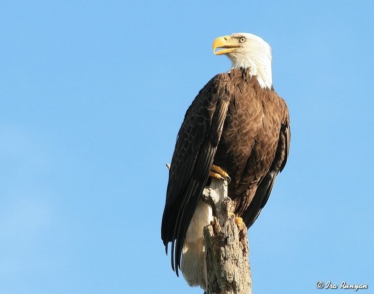 BaldEagle_8842.jpg