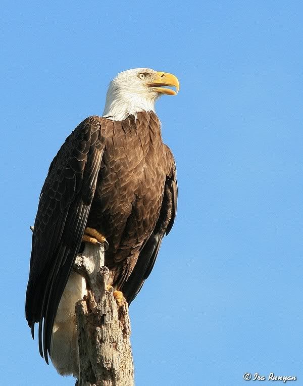 BaldEagle_8844.jpg