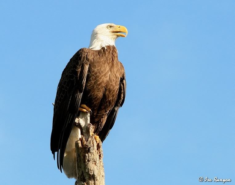 BaldEagle_8845.jpg