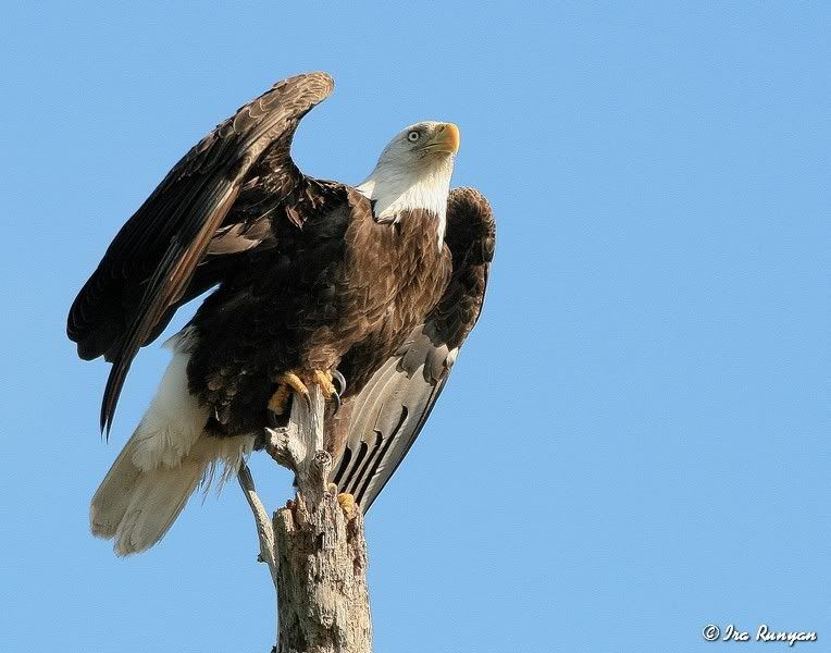 BaldEagle_8874.jpg