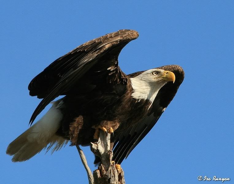 BaldEagle_8875.jpg