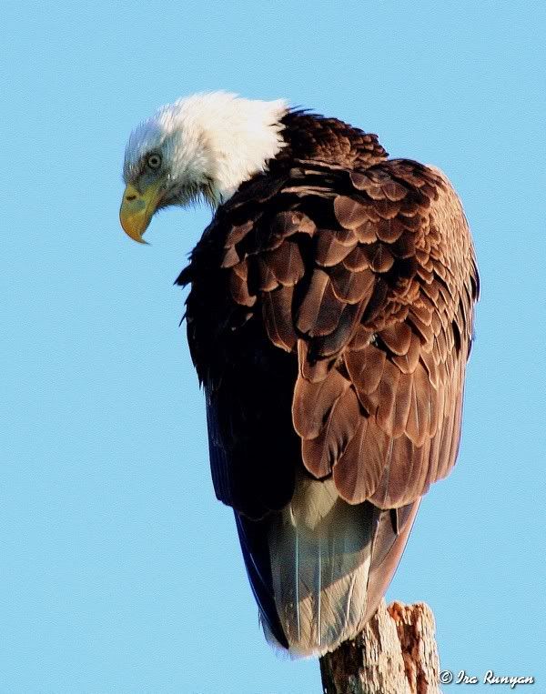 BaldEagle_9142.jpg