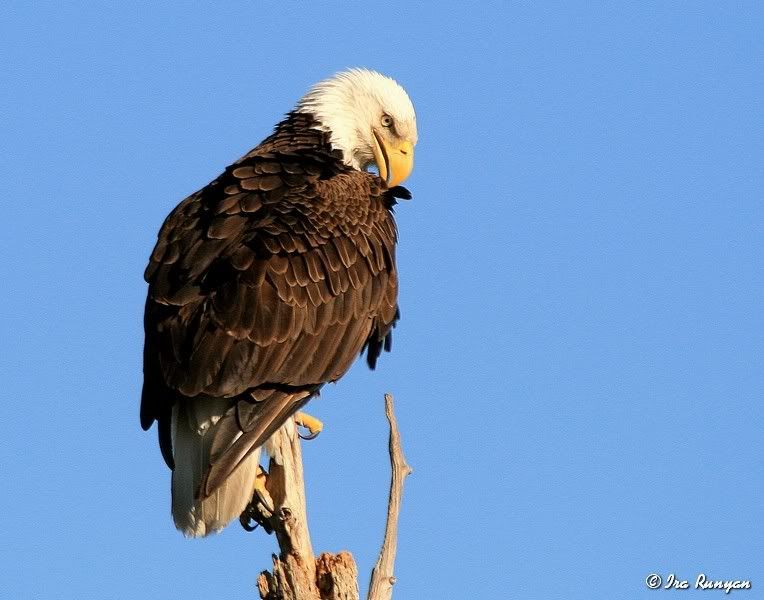 BaldEagle_9368.jpg