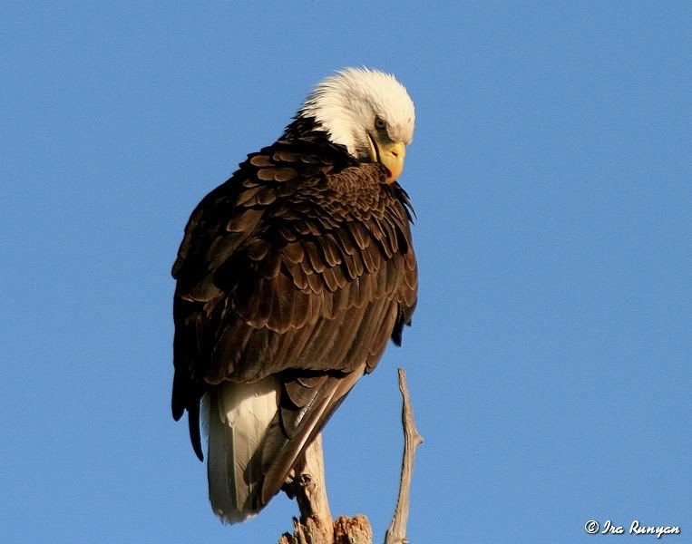 BaldEagle_9374.jpg