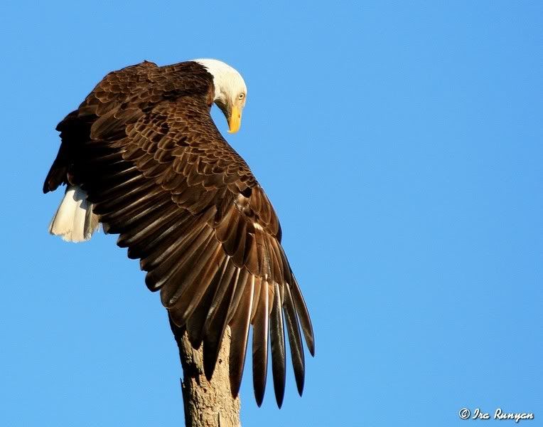 BaldEagle_9418.jpg