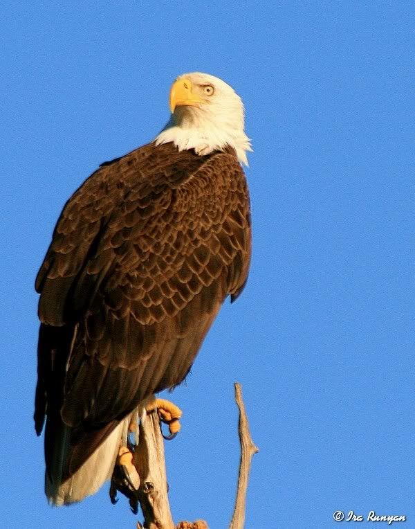 BaldEagle_9435.jpg