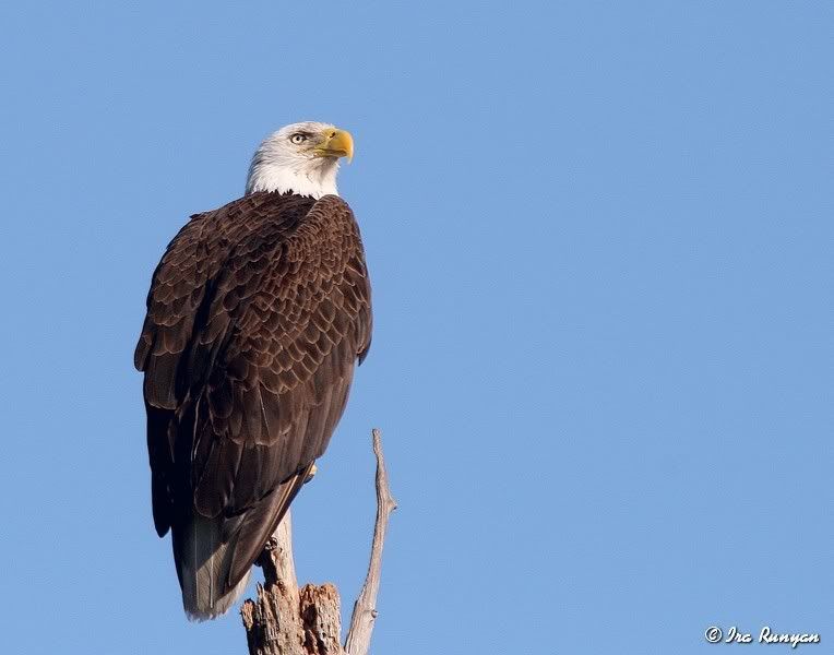 BaldEagle_9447.jpg