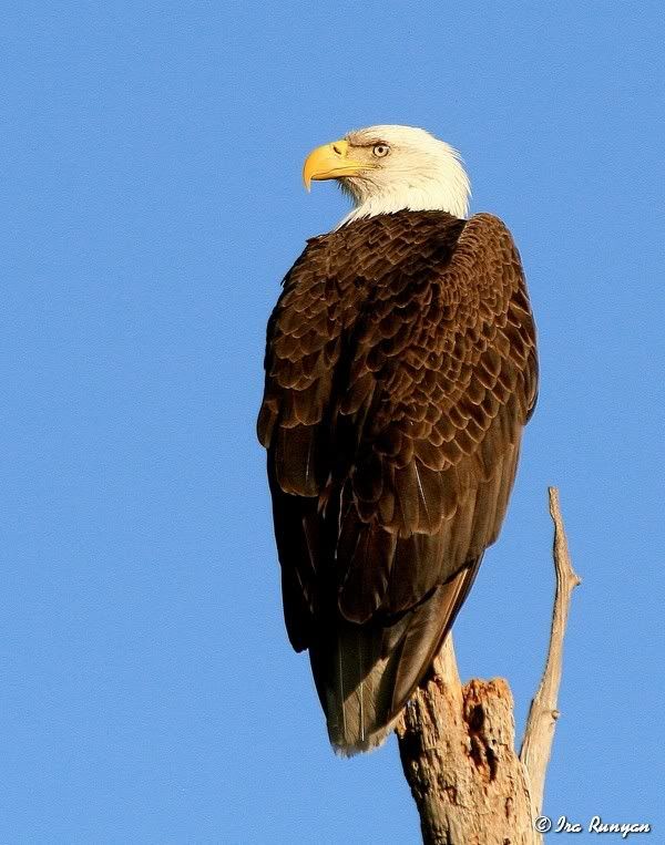 BaldEagle_9457.jpg