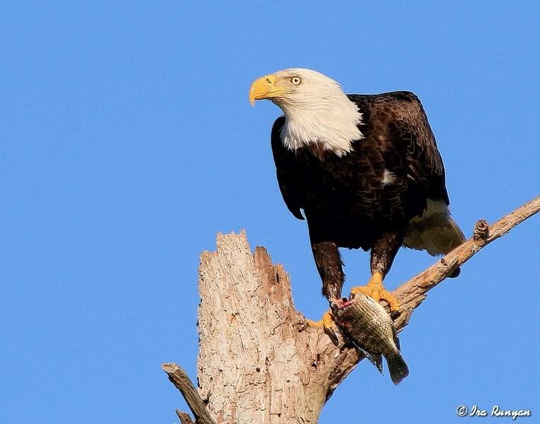 BaldEagle_9500.jpg