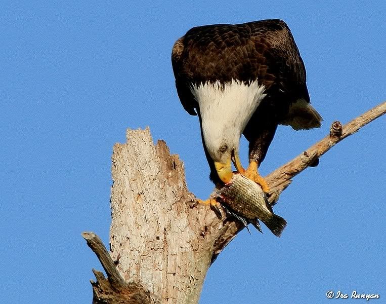 BaldEagle_9509.jpg