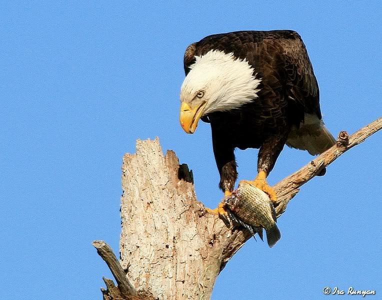 BaldEagle_9514.jpg