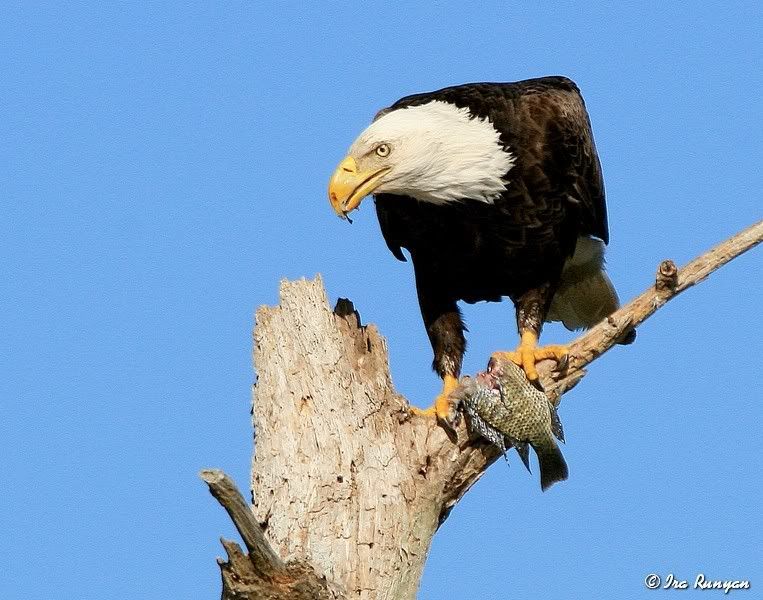 BaldEagle_9526.jpg