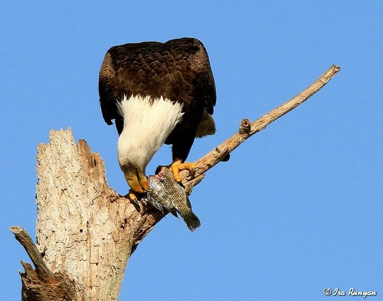 BaldEagle_9531.jpg