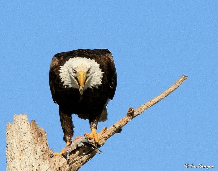 BaldEagle_9570.jpg