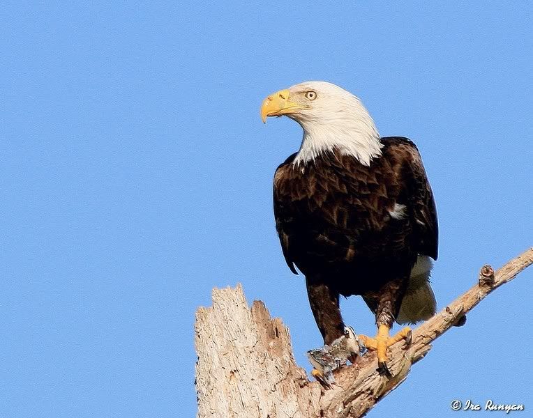 BaldEagle_9601.jpg