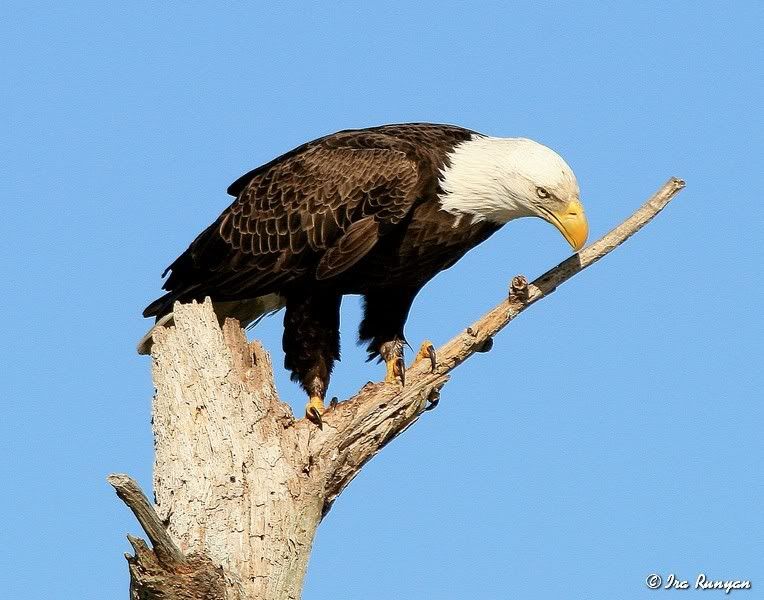 BaldEagle_9648.jpg