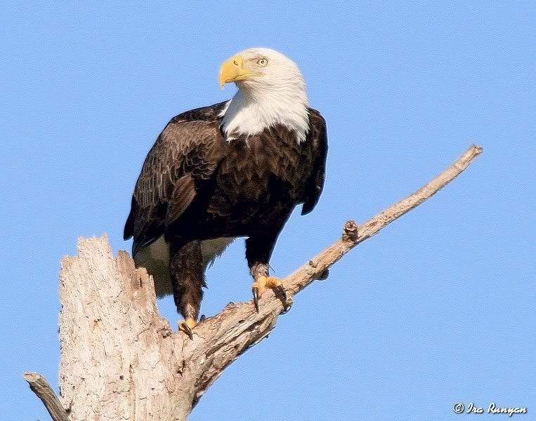 BaldEagle_9659.jpg