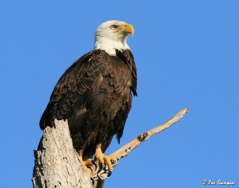 BaldEagle_9691.jpg