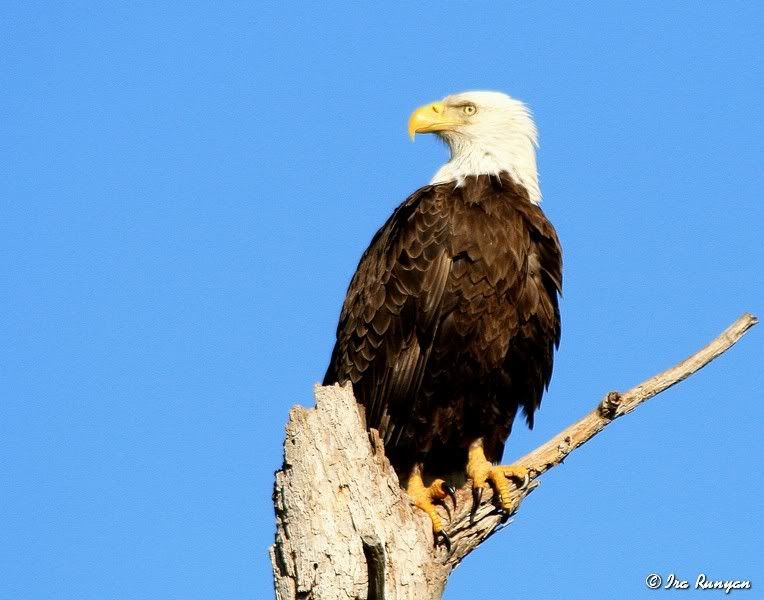 BaldEagle_9699.jpg