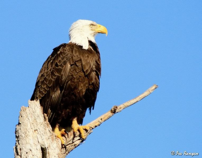 BaldEagle_9702.jpg