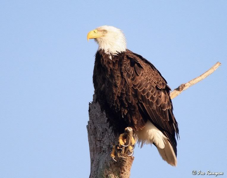 BaldEagle_9863.jpg