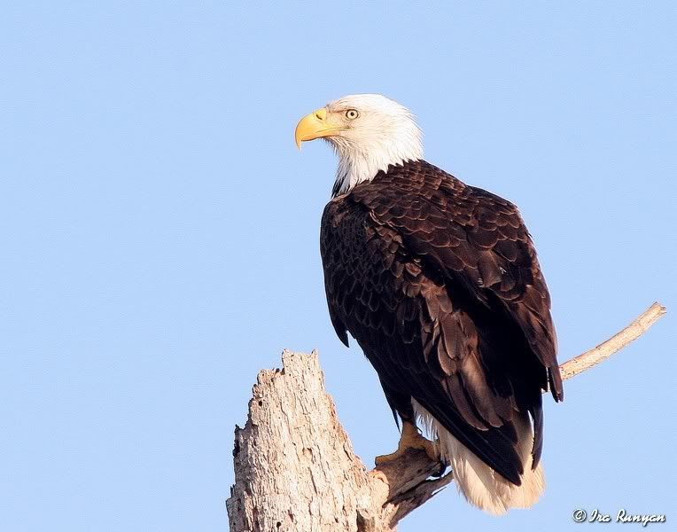 BaldEagle_9874.jpg