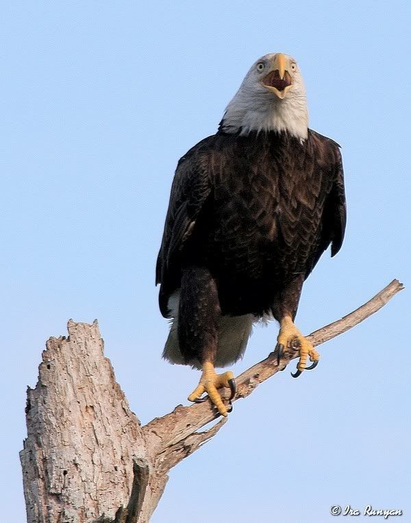 BaldEagle_9905.jpg