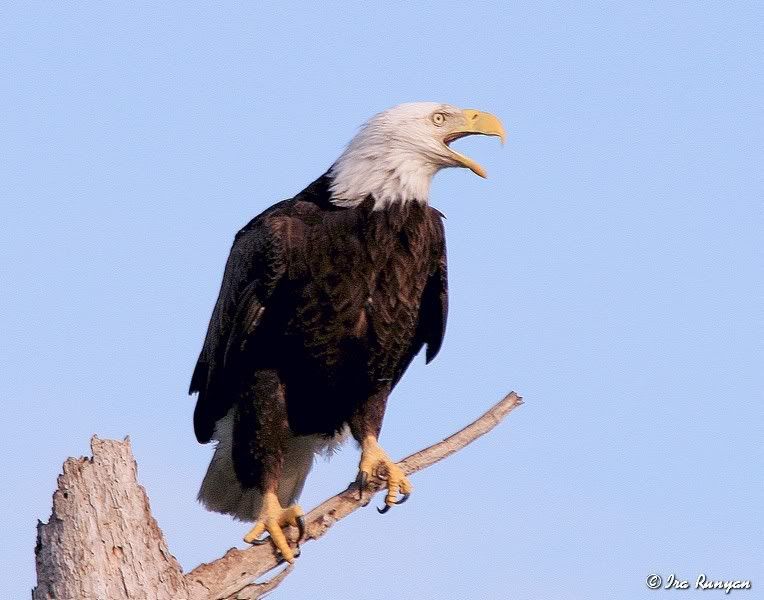 BaldEagle_9908.jpg